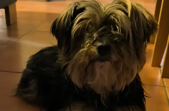 Chien âgé trouvé à Marcillé - photo