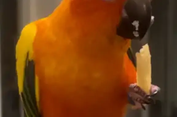 Lost Sun Conure - Orange/Green, Blue Ring!