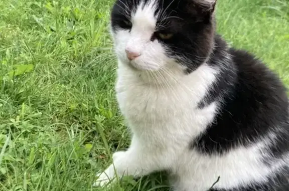 Chatte douce perdue près du cimetière - photo