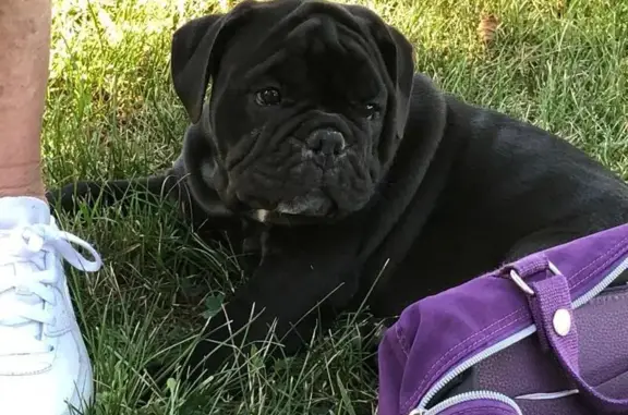 Chien perdu , photo : Tonino, Bulldog Perdu à Saint-Cirgue