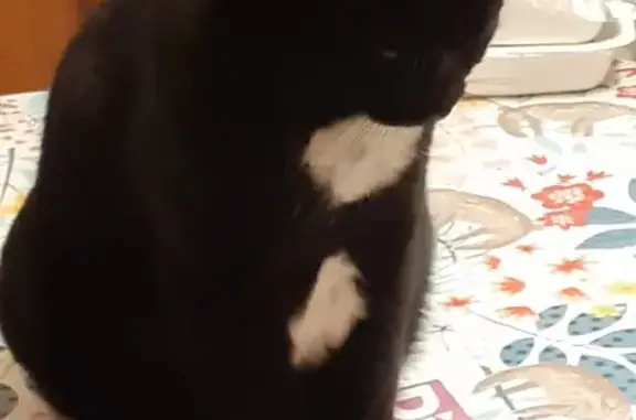 Animaux perdus Dormans, photo: Chatte noire perdue à Dormans