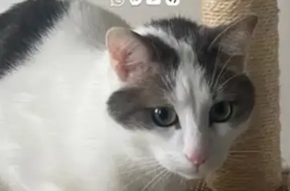 Chat égaré à Saint-Fargeau - photo