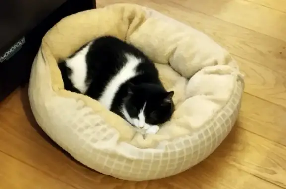 Animaux perdus Besançon, photo: Chat perdu, marque nez, Besançon