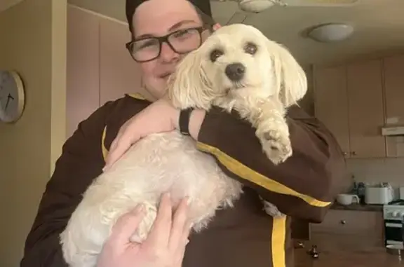 Lost White Havanese on Martin Rd - Help Find!