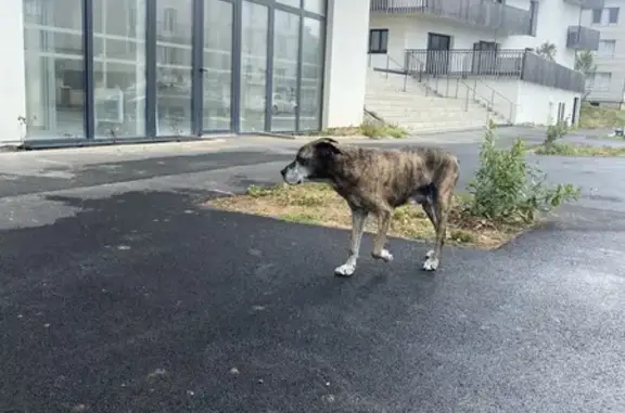 Chien trouvé , photo: Chien errant maigre au Havre