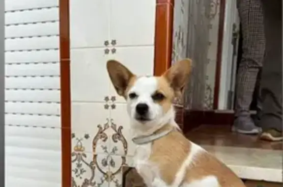 Perros perdidos, , foto: ¡URGENTE! Betty, Perrita Perdida en Mont-roig