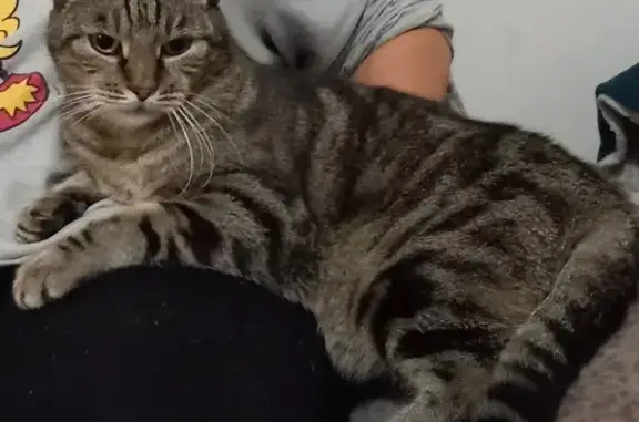 Animaux perdus , photo: Chat tigré perdu - Les Moulins Est