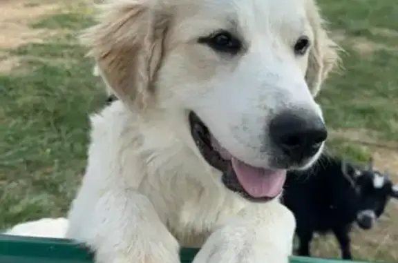 Lost Great Pyrenees in Grove City, OH - Help!