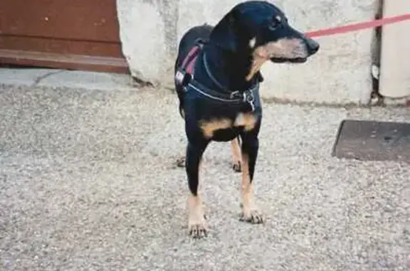 Chien perdu Montélimar, photo : Pinscher noir perdu à Montélimar