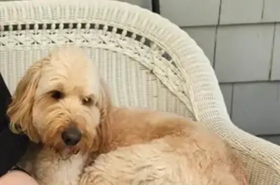Found pets , photo: Help Find Colt: Lost Goldendoodle - Chelmsford
