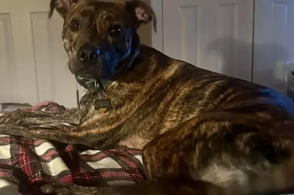 Lost Friendly Brindle Boxer Mix - Scituate