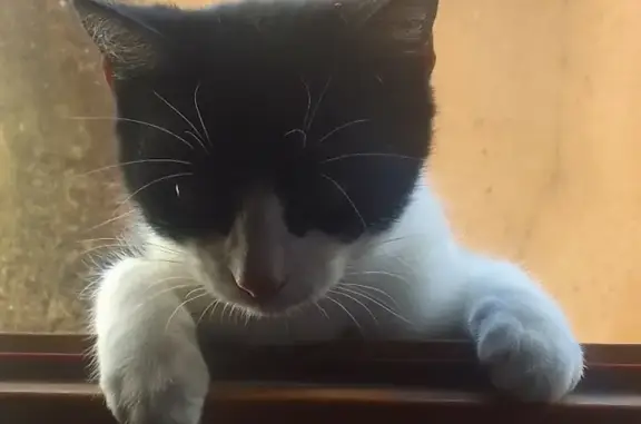 Animaux perdus Romans-sur-Isère, photo: Chatte « Moody » perdue à Romans