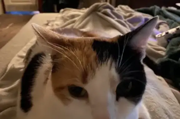 Lost Calico Cat in Prattville - Help Find Her!