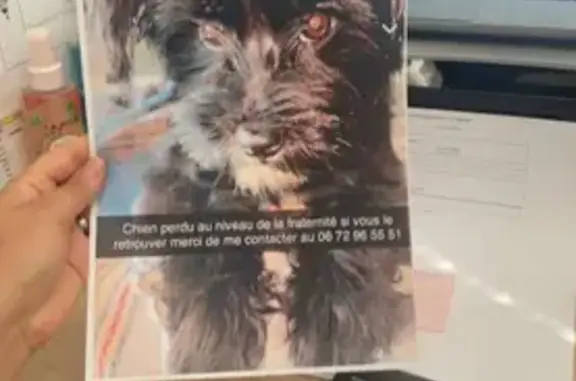 Chienne bichon noire disparue à Roubaix - photo