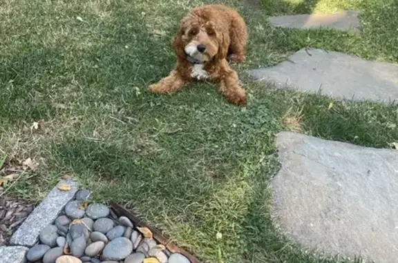 Lost Cockapoo: 10-Month-Old Archie Missing