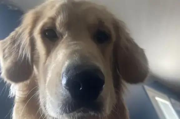 Lost 1-Year-Old Golden Retriever - Newton