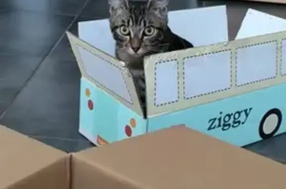 Chat perdu, Parempuyre, photo: Chatte tigrée disparue à Parempuyre