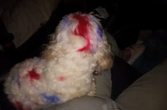 Found: Little White Dog with Unique Dye Marks