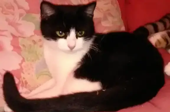 Animaux perdus Romans-sur-Isère, photo: Chatte noire et blanche disparue à Romans