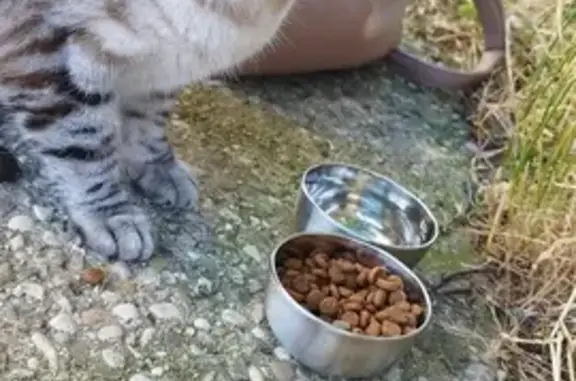 Chat trouvé sous voiture, Alixan, non sauvage - photo