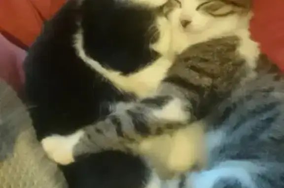 Chat perdu, Grenoble, photo: Chatte noire et blanche disparue à Grenoble
