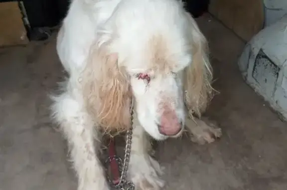 Animaux trouvés Coussac-Bonneval, photo: Setter âgé trouvé Route de Chateau-Chervix