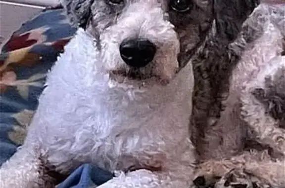 Missing Poodle Mix: Gray Harness, Acworth