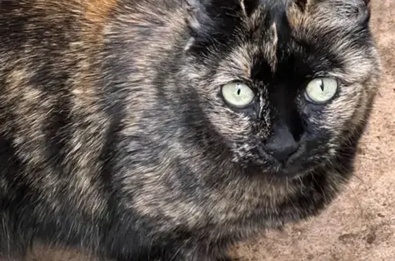 Missing Tortie Cat in Gainesville - Help Needed