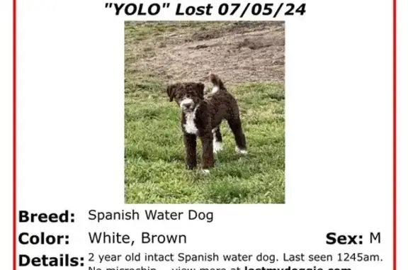 Lost Spanish Water Dog in Durham - Call Now!