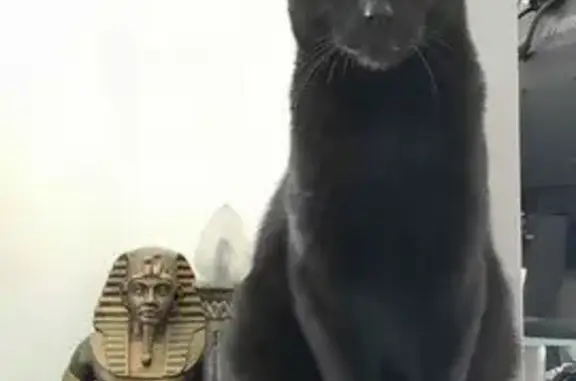 Animaux perdus Guilherand-Granges, photo: Chat noir perdu, 8 ans, Guilherand-Granges