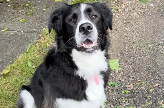 Missing Dog Roxy: Collie Lookalike, 75 lbs