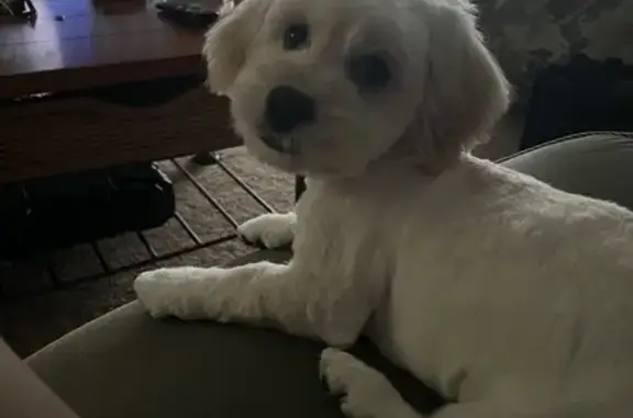 Lost 5-Month Maltese Poodle - Elko New Market