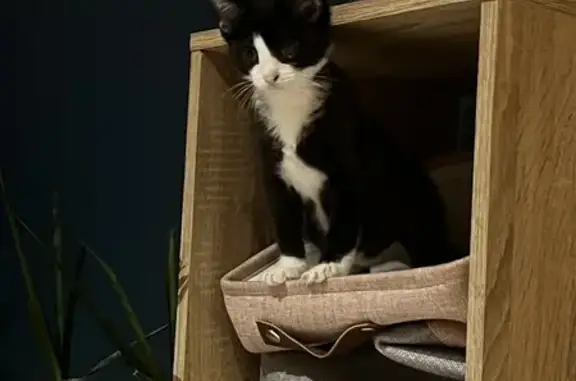 Chat perdu, , photo: Chat noir et blanc perdu, Rue des Noisetiers