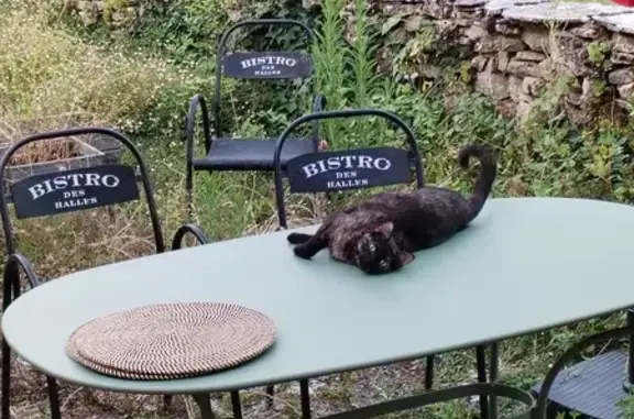 Animaux perdus , photo: Chatte écaille de tortue disparue à Bouzic