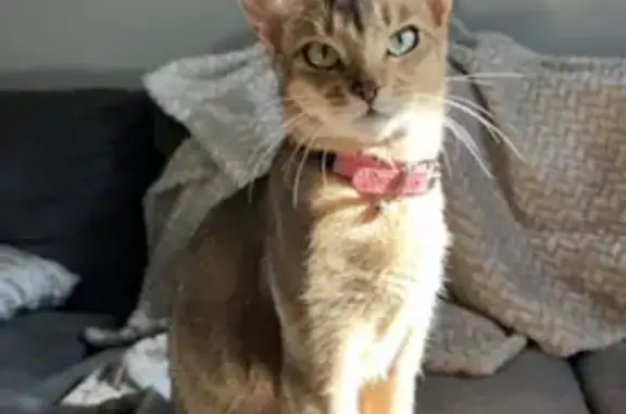 Lost Abyssinian Cat with Pink Collar in Newcastle