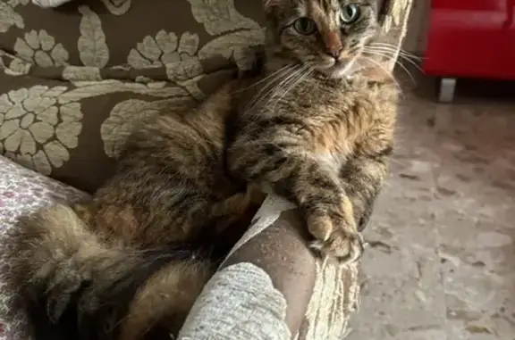 Animaux perdus Reims, photo: Chat Luna perdu à Reims, secteur Neuvillette