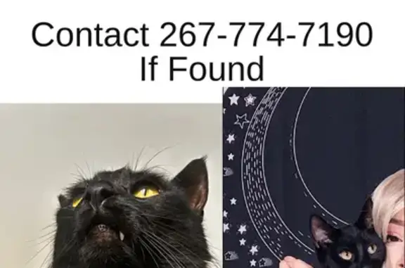 Lost Black Cat Thackery in Manorville