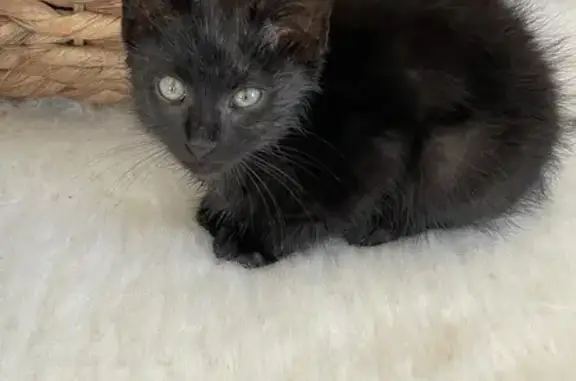 Chaton mâle craintif trouvé, 7 sem, Le Passage - photo