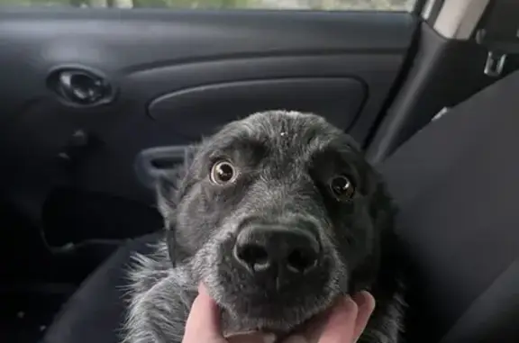 Found Grey Heeler on Highway near Sunray, NM