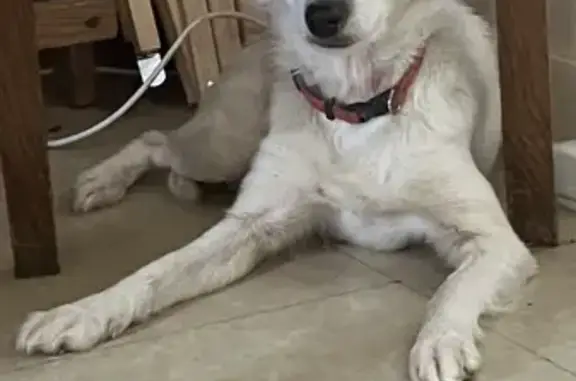 Chienne blanche trouvée à Sers, non pucée - photo