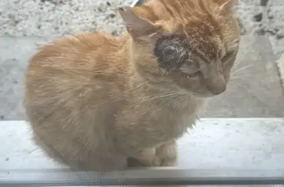 Chat Abandonné Cherche Foyer à Scionzier - photo