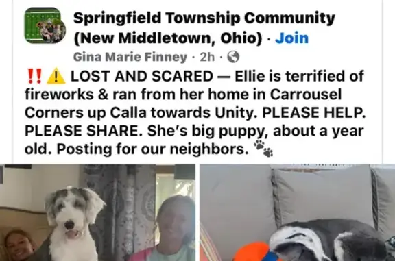 Missing: Friendly Sheepdog Ellie in New Middletown