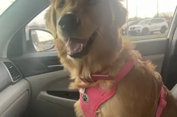 Lost Golden Retriever Willow - Pink Collar