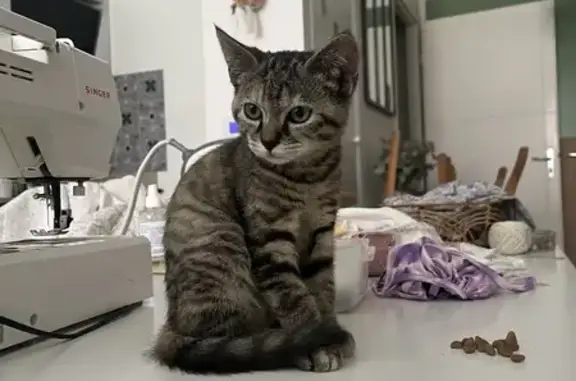 Chatte trouvée à Chambray-lès-Tours - photo