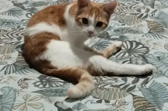 Chat perdu, Nérac, photo: Jeune chatte perdue à Nérac
