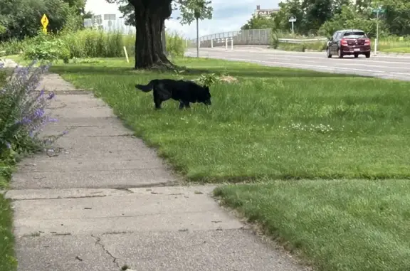 Found Shy Black Dog on Pelham Blvd, St. Paul