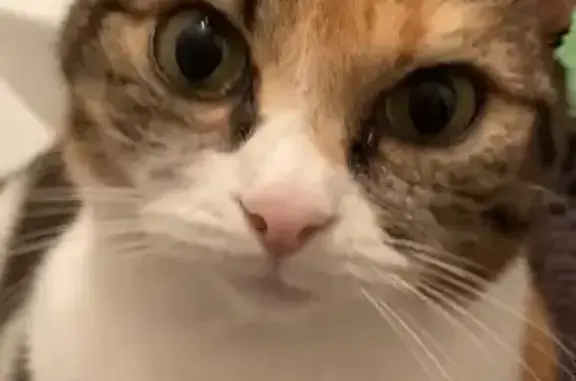 Animaux perdus Joué-lès-Tours, photo: Chat tricolore perdu à Joué-lès-Tours