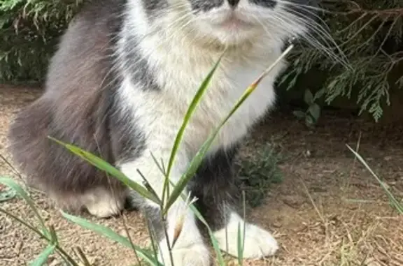 Chat craintif Oreo perdu à La Bourdinière - photo