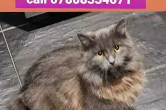 Lost Cat: Fluffy Gray Kitten, Orange Eyes