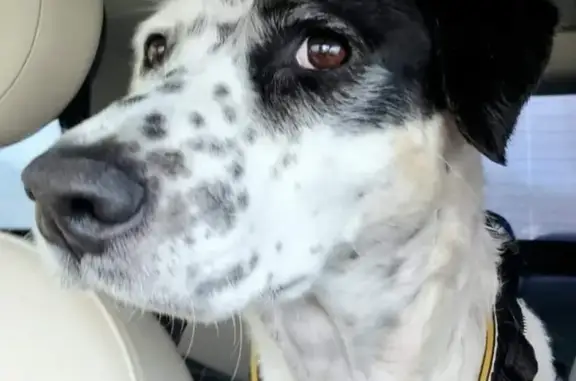 Chien perdu , photo : Chien d'assistance perdu près de Lyon St-Exupéry
